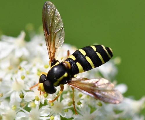 Réf. 289 578 : Philhelius citrofasciatum